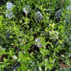 Ceanot (Ceanothus thyrsiflorus) ´REPENS´ - výška 20-30 cm, kont. P13